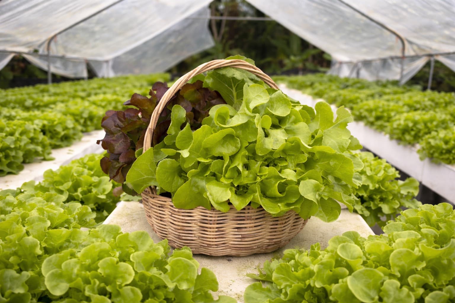 GreenDeeFarm ฟาร์มผักสลัดภูเก็ต