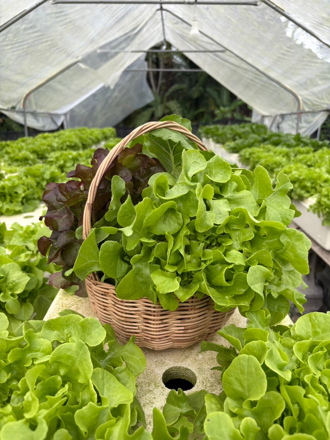 GreenDeeFarm ฟาร์มผักสลัดภูเก็ต