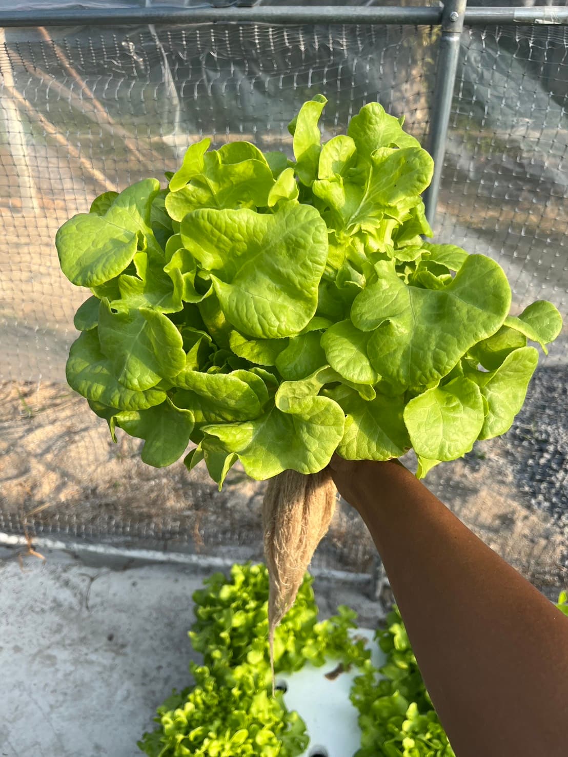 กรีนโอ๊ค