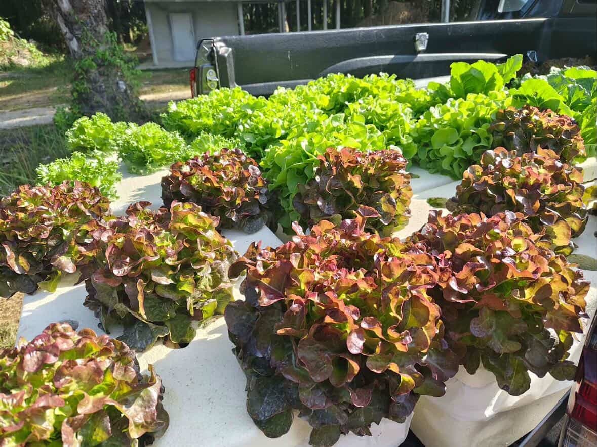 เรดโอ๊ค