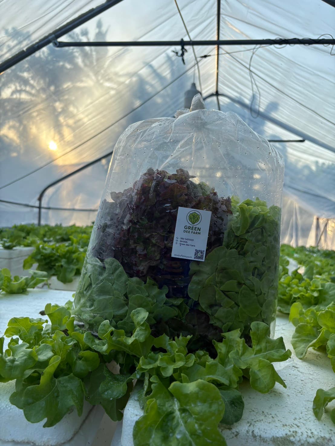 เซ็ตสลัดรวม