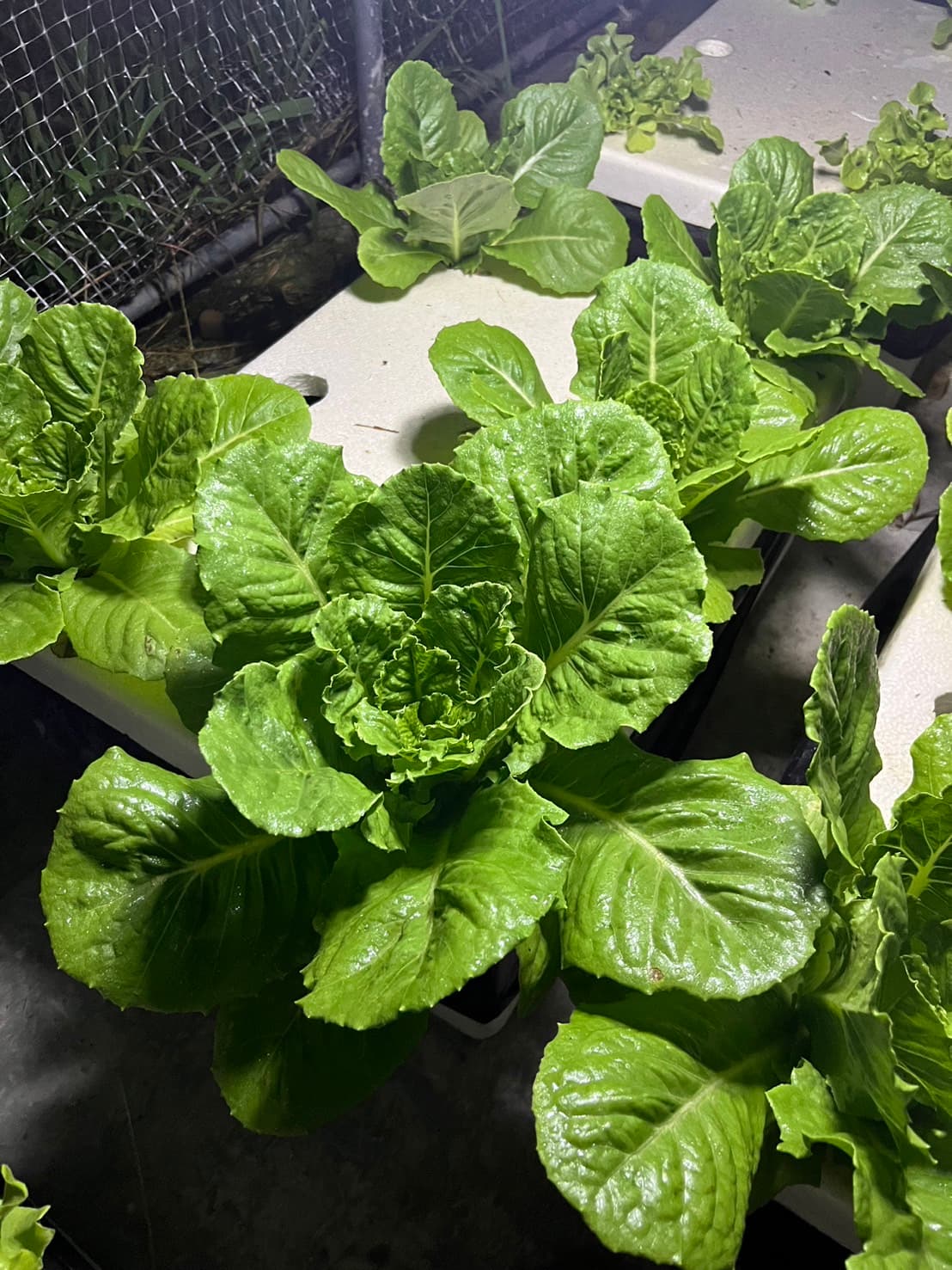 กรีนคอส